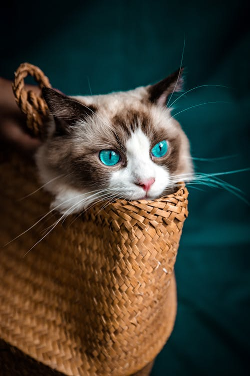 e39b5275394f8d385341e470e08720d7